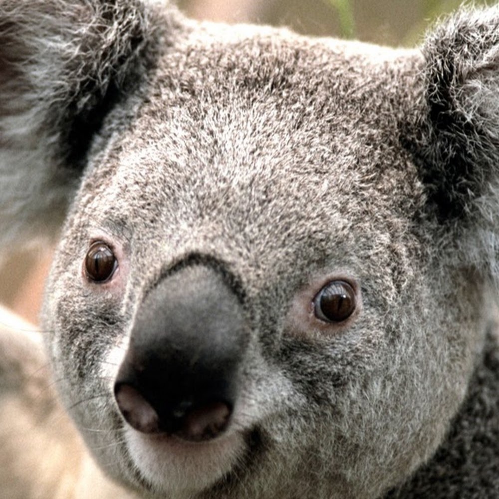 Meet your Posher, Hannelore